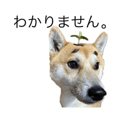 shiba_Gen_20250109233600