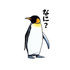 penguin-cute