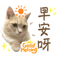 北爛小貓貓貼圖