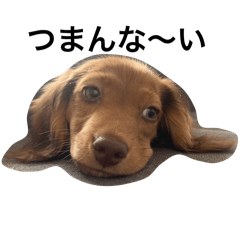 choco_20250111073402