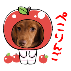 choco_20250111073157