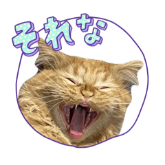 Mie_20250110201002