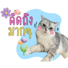 คนรักน้องแมว v.99