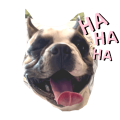 FERGIE THE DOG_20250111100257