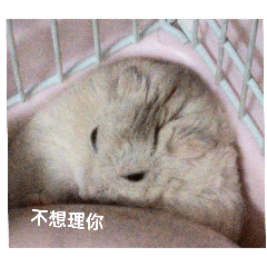 我家倉鼠2