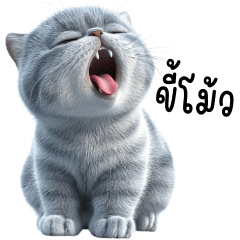 Bie Grey cat cute noisy