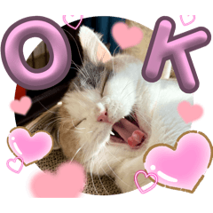 potato_20250111144504