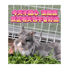 我叫Q哥，Q哥是我