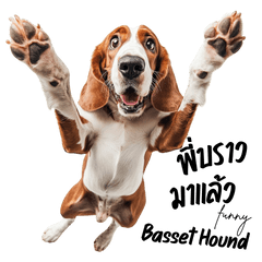 Funny Basset Hound