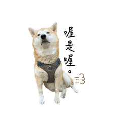 UMI DOGGY 吐司狗