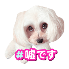 Kinako_20250111200529