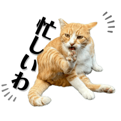 Japanese talking cat