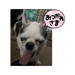 yayoi_20250110185741