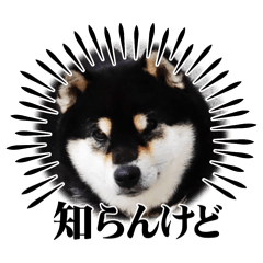 Rikimaru of Kuroshiba doggy