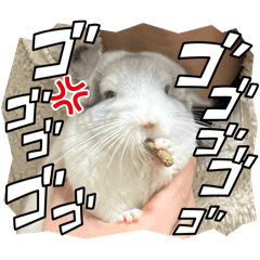 yuki_20250112160646