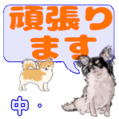 Nakaguki's letters Chihuahua