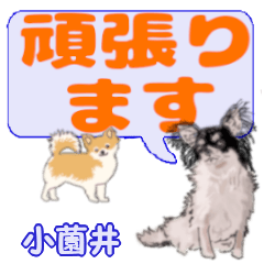 Kosonoi's letters Chihuahua