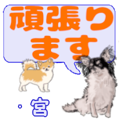 Tatsumiya's letters Chihuahua