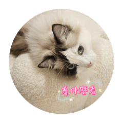 小胖阿姨的創作