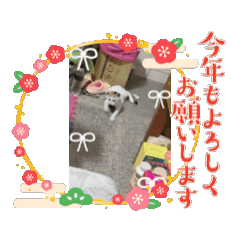 卡哇伊動漫喵喵