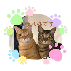 hikari_20250112113737