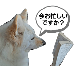 white shepherd life 1