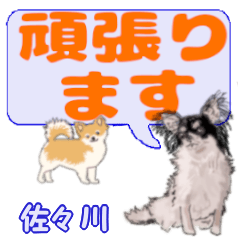 Sasagawa's letters Chihuahua