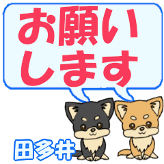 Tadai's letters Chihuahua2