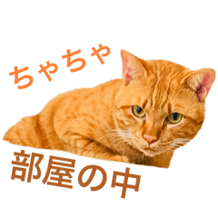 nyao_20250112203859