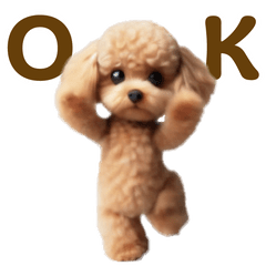 Dance toy poodle