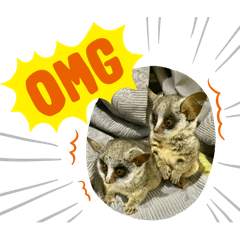 Happy Bushbaby Farm