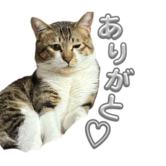 Torako_20250112142911