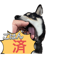 choco_20250112225121