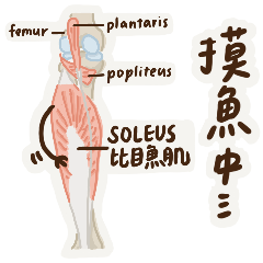 醫學人必備—解剖諧音梗2！（有框版）