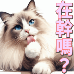 Ragdoll cat for daily conversation