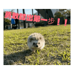 刺蝟特務O和姐姐阿b動起來第一彈