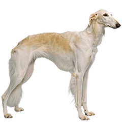 The Noble Borzoi