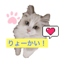 YUKI.T 1