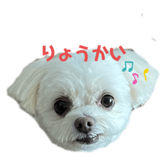 COCO_20250113155458