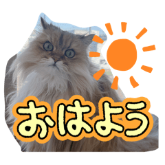 Zen Aoyama