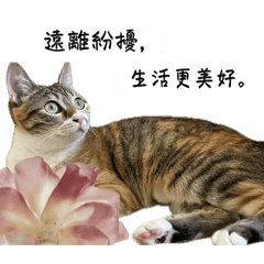 -小花日常-