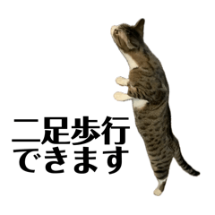Home Neko 2