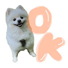 sachiko_20250113183903