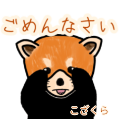 Kozakura's lesser panda