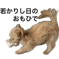 Innu Dayo