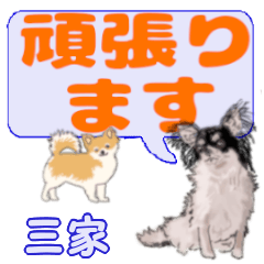 Miie's letters Chihuahua