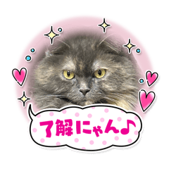 Mie_20250113210230