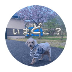 choco_20250113213638