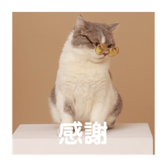 碰太  Lv.2