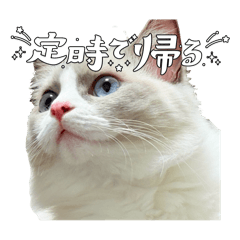 Ayame_20250114221435
